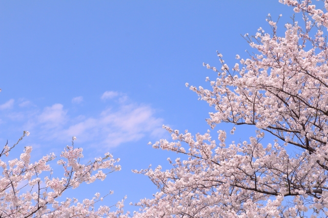 桜、入学の季節のイメージ