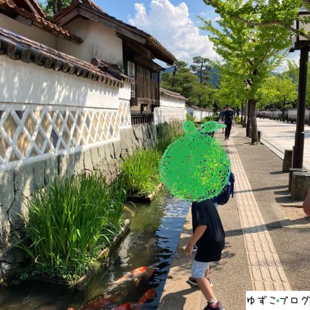 津和野「殿町通り」掘割を鯉が泳ぐ